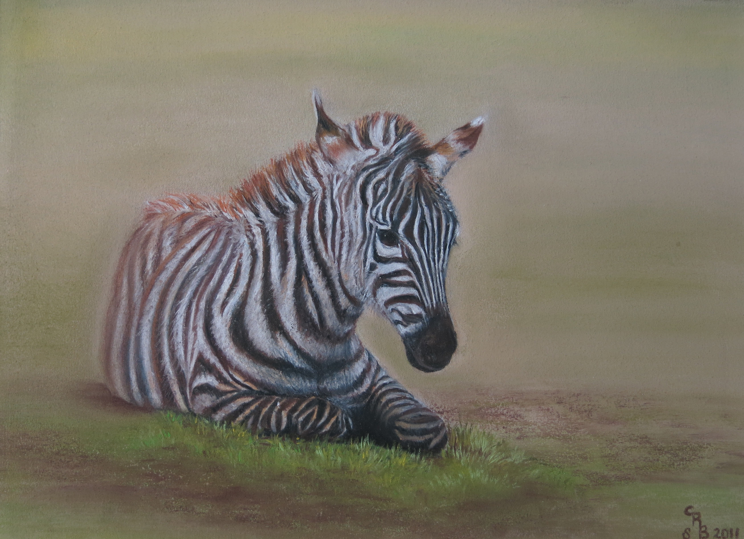 Zebra